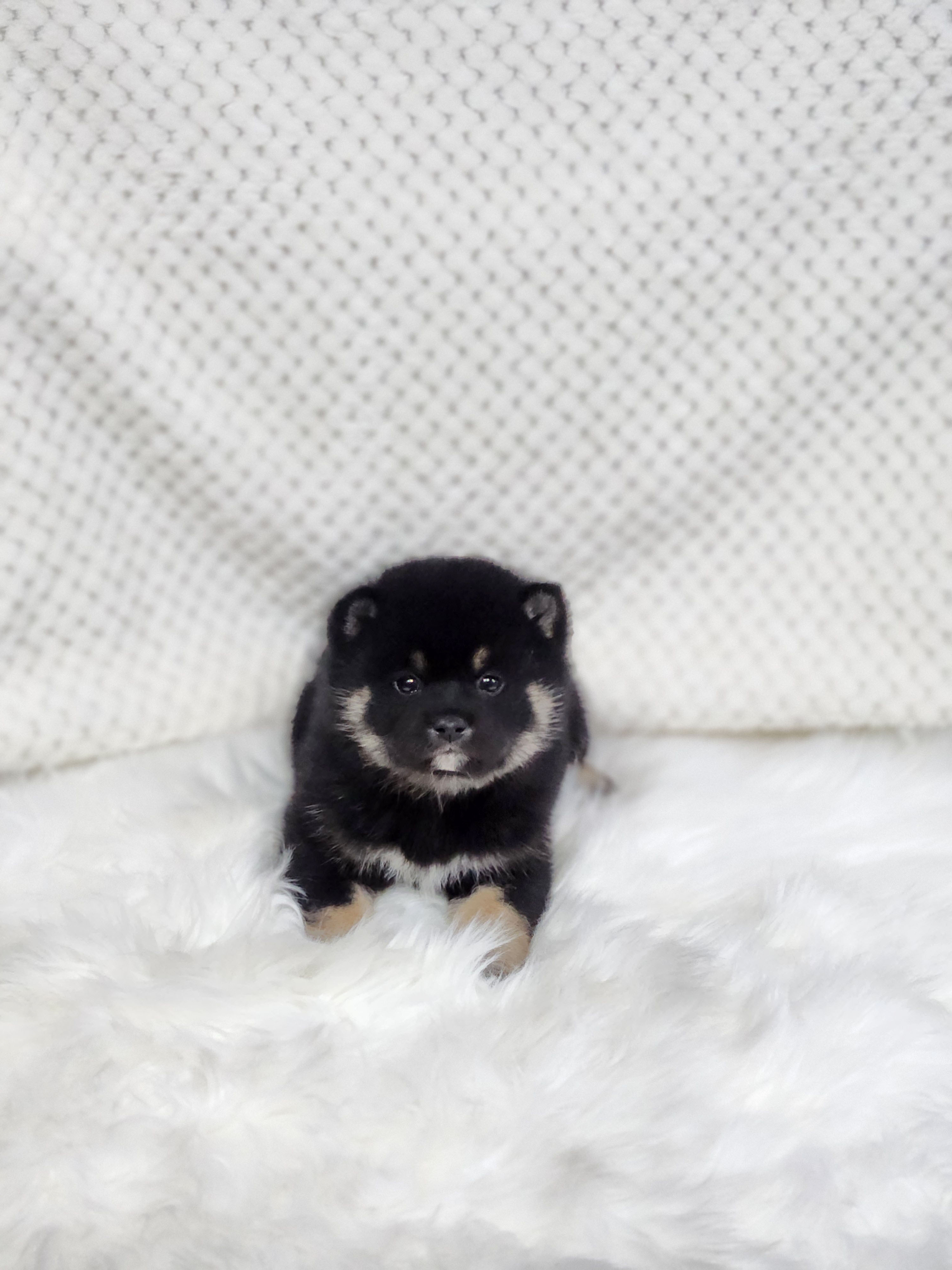 시바견 분양합니다